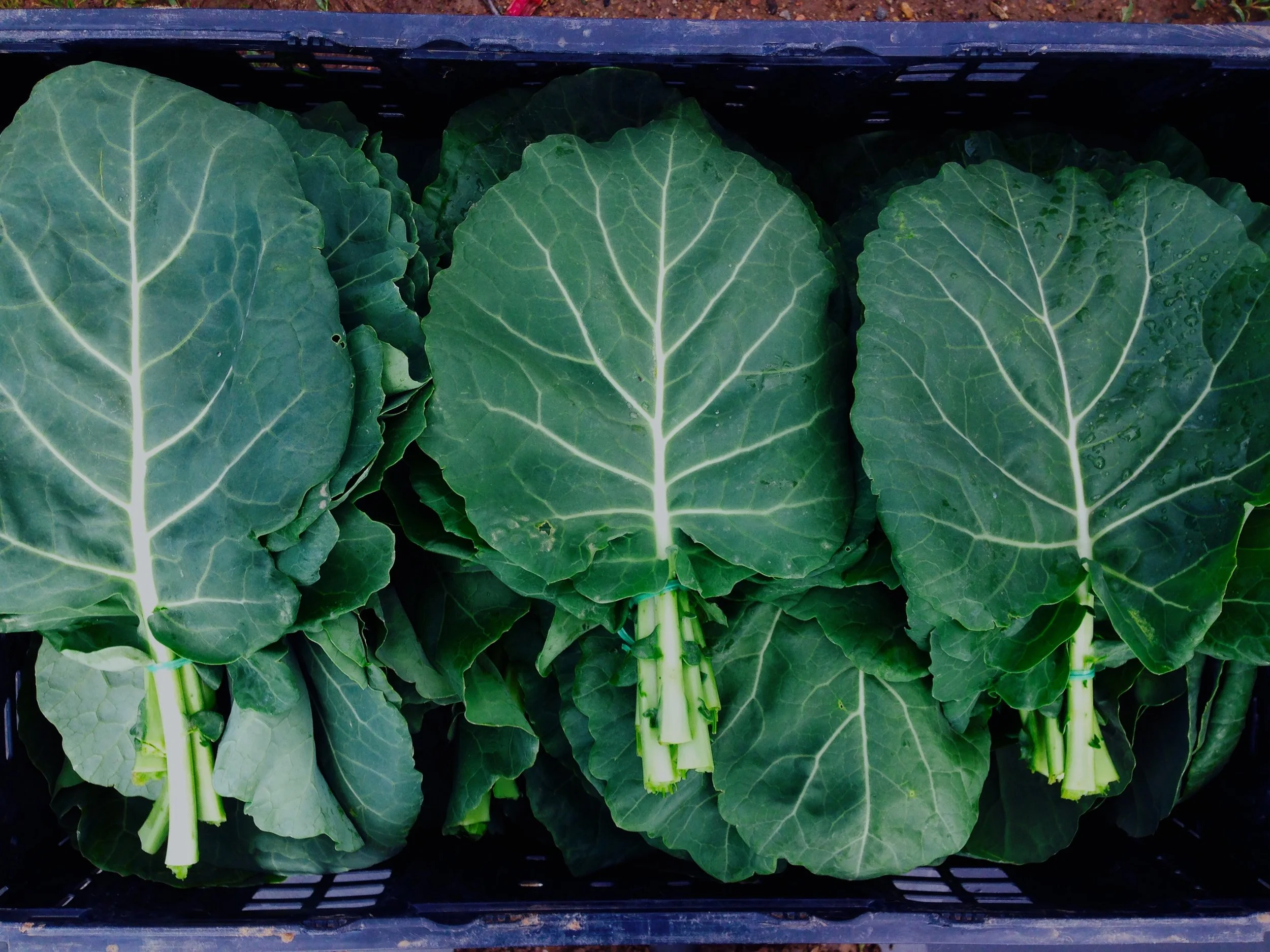 collard_greens.jpg