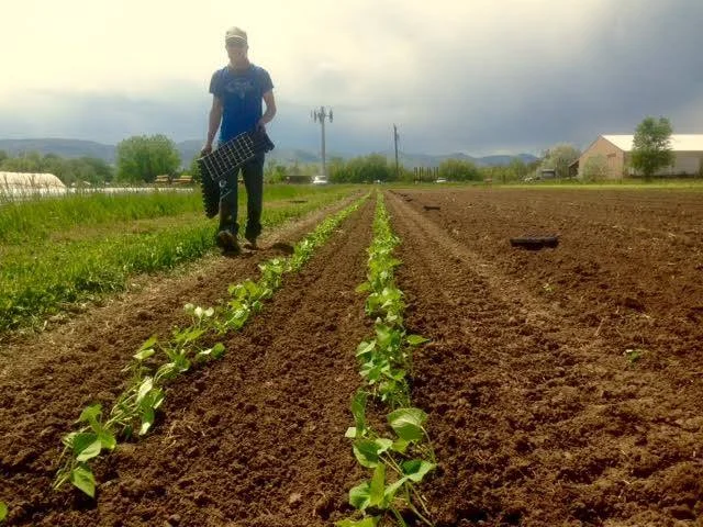 native_hill_crops.jpg