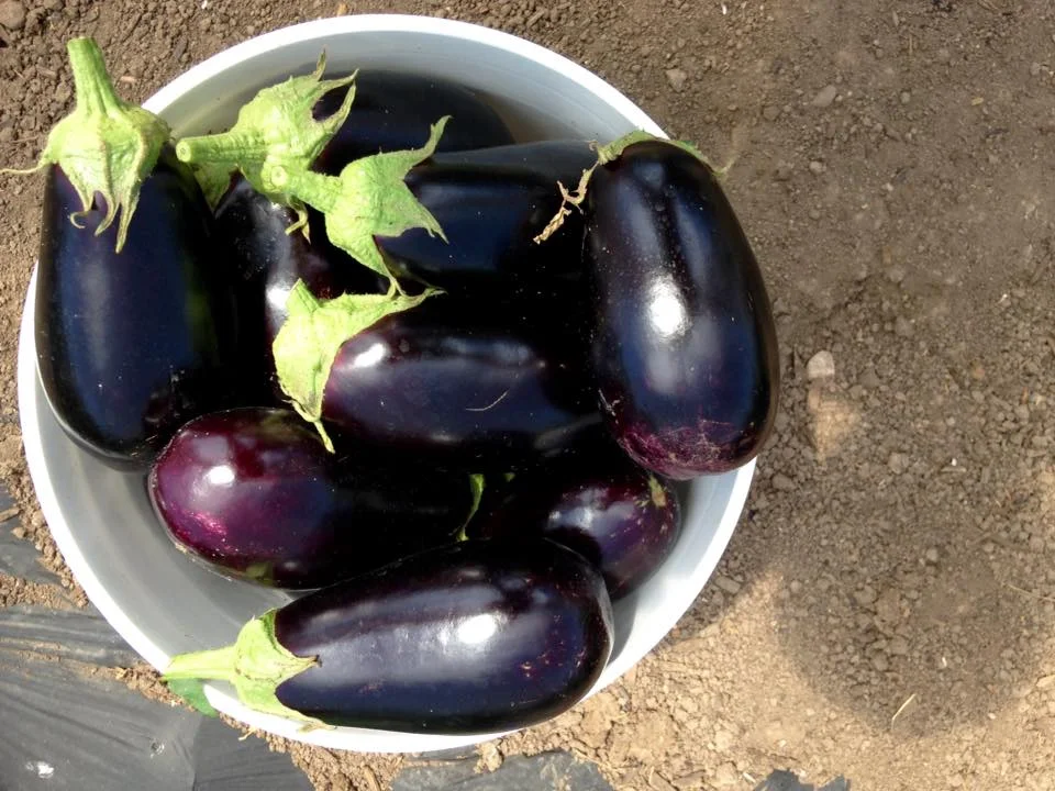 native_hill_eggplant.jpg