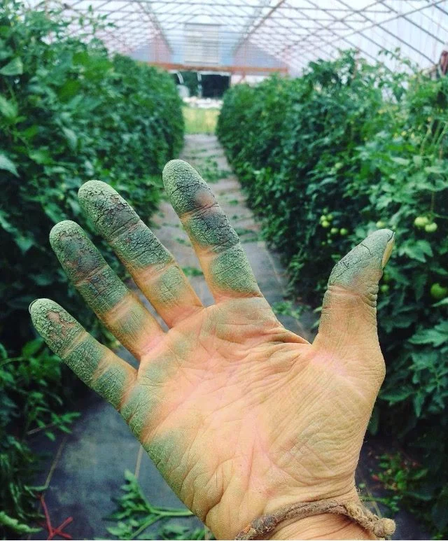 This brings a whole new meaning to the term Green Thumb !