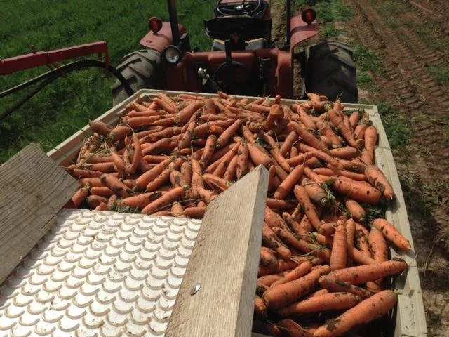 carrots.jpg