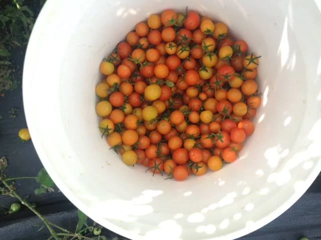 cherry tomatoes.jpg