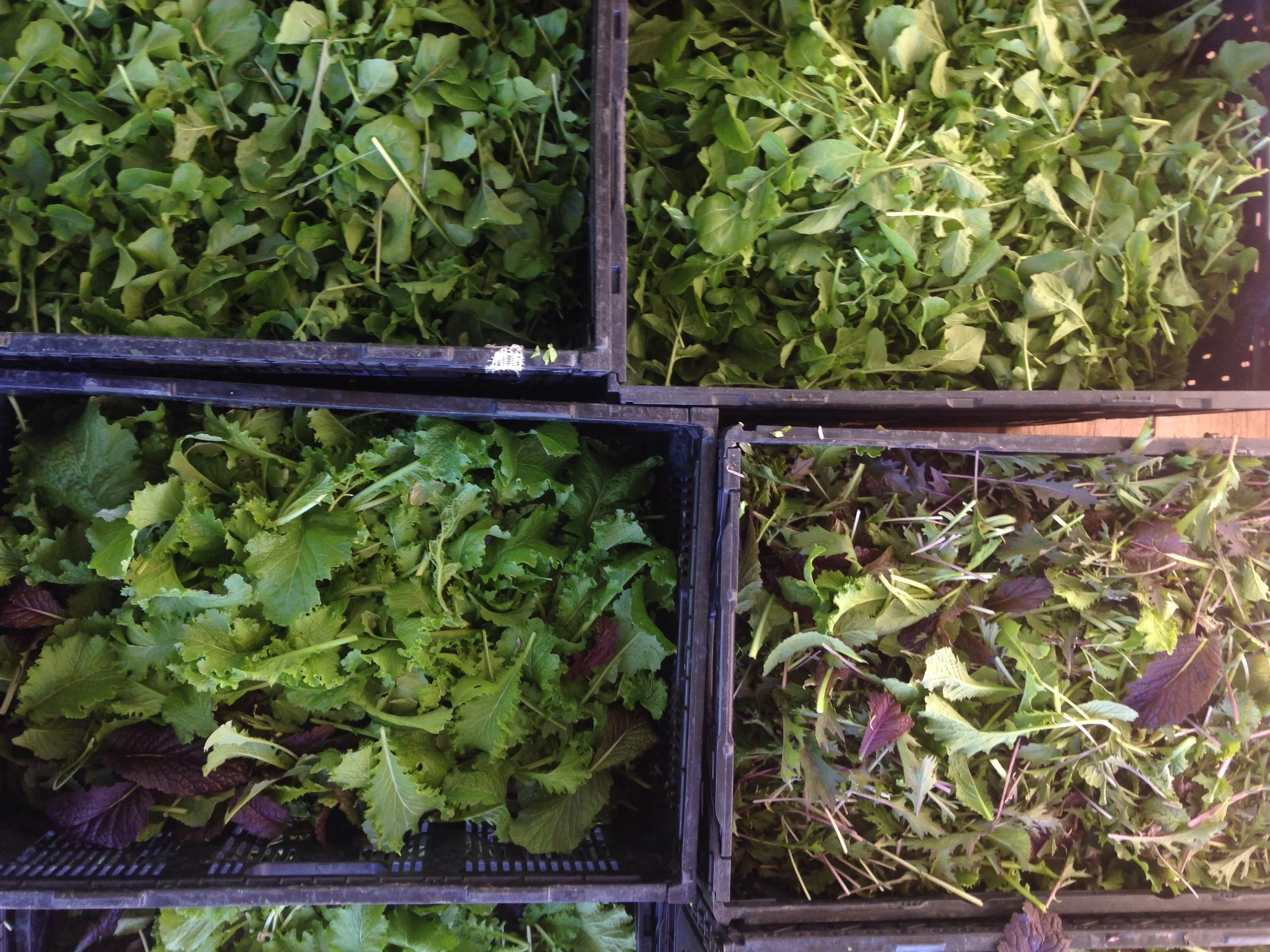  Freshly harvested spicy mix and arugula. Eat your greens!