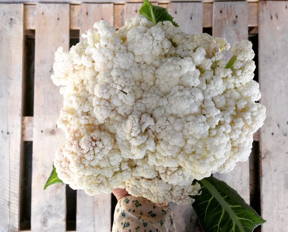 cauliflower_native_hill_farm.jpg