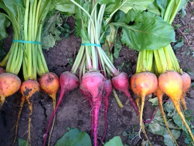 nativehillfarm_beets.jpg