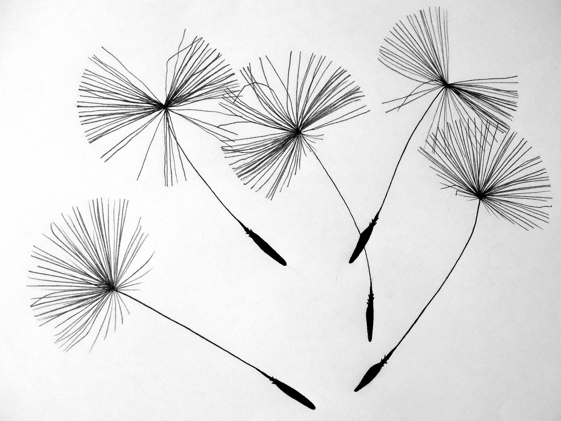 seeds-641520_1920.jpg