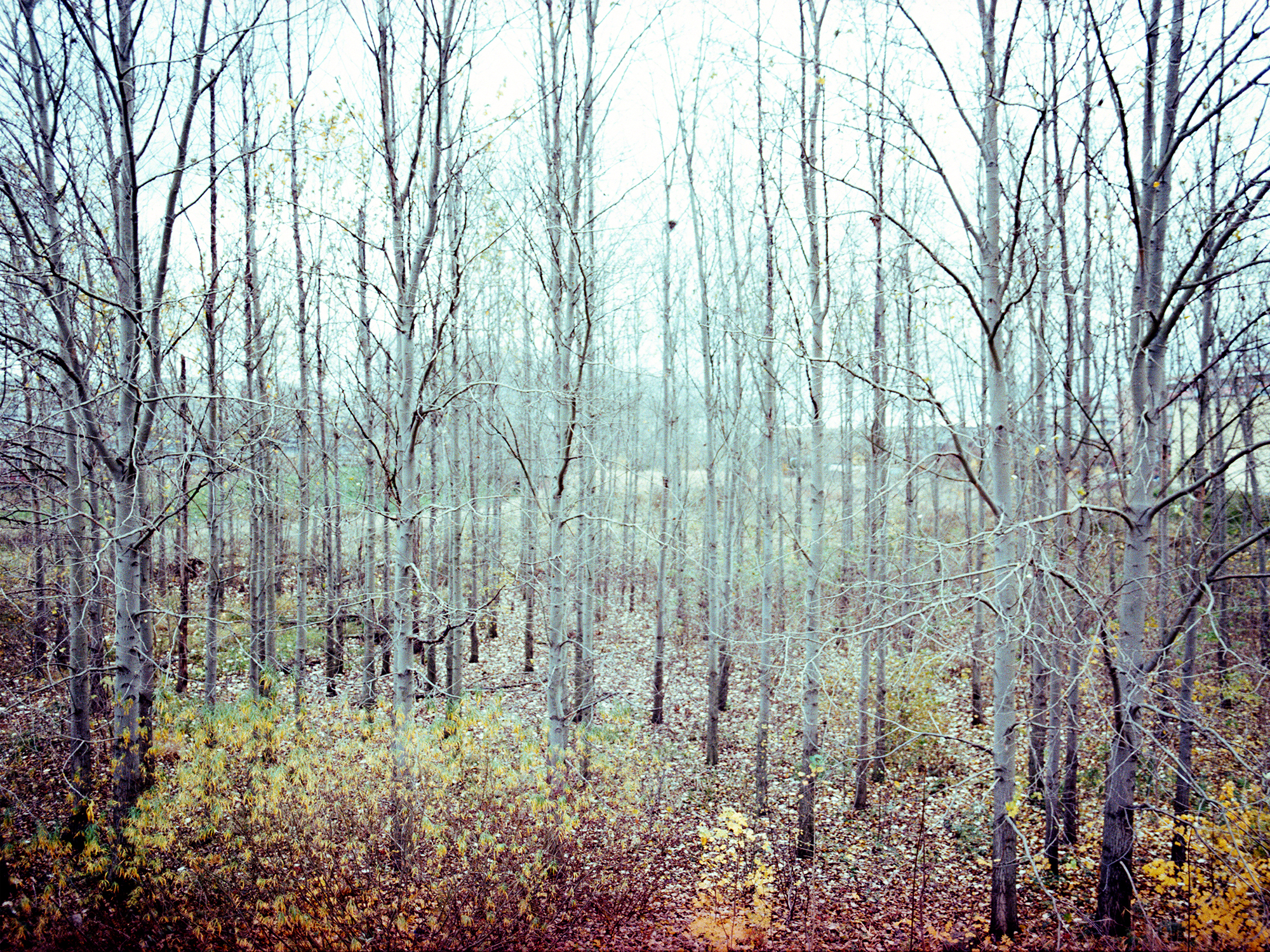 03_into the woods_rh Kopie.jpg