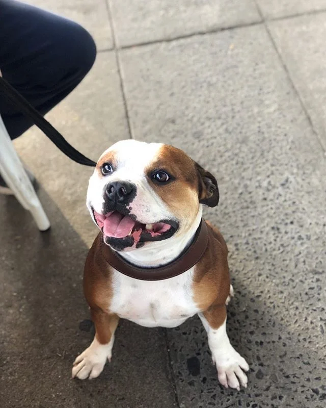 You said there would be bacon 🥓 #doggo