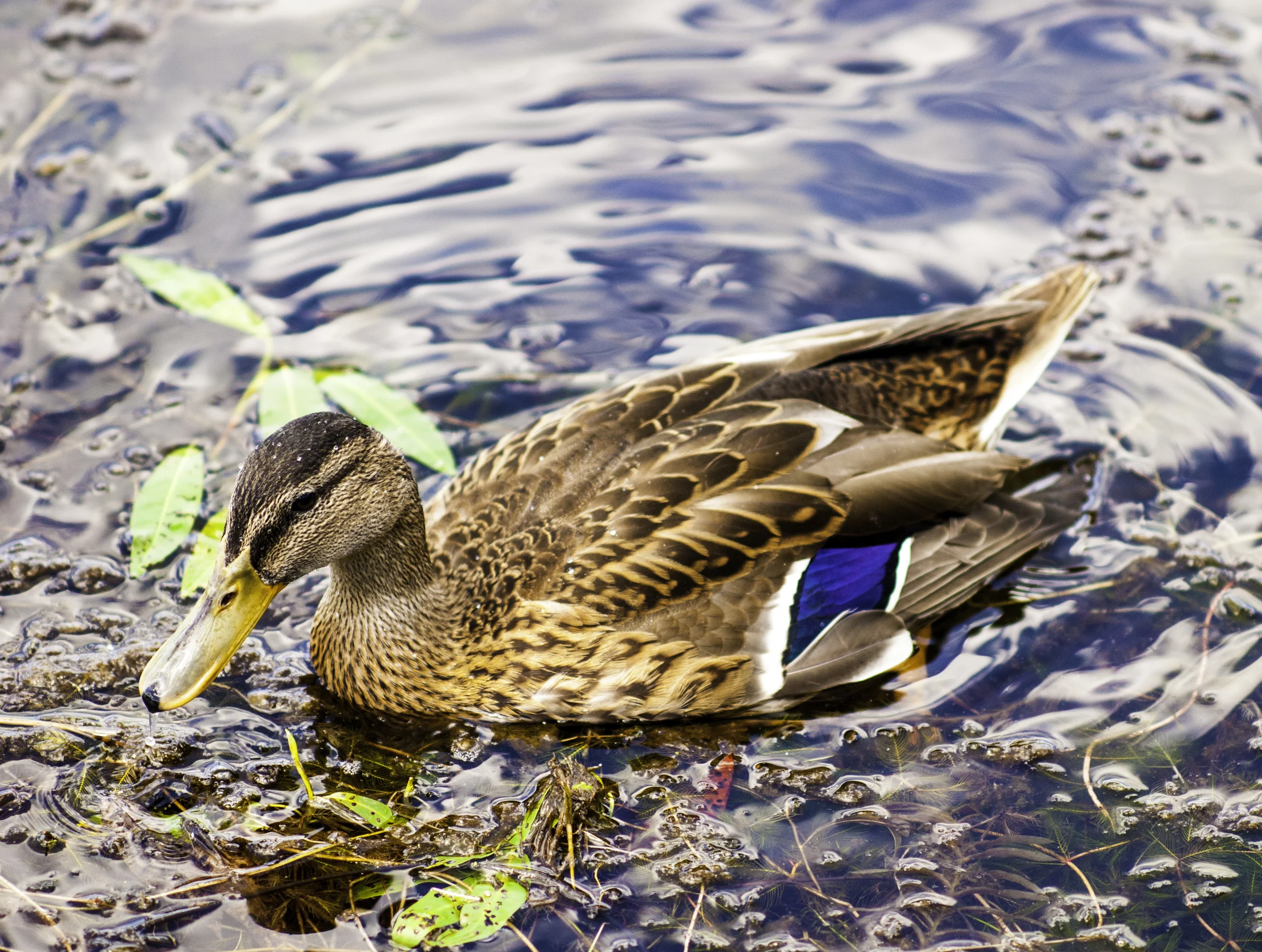 duck.jpg