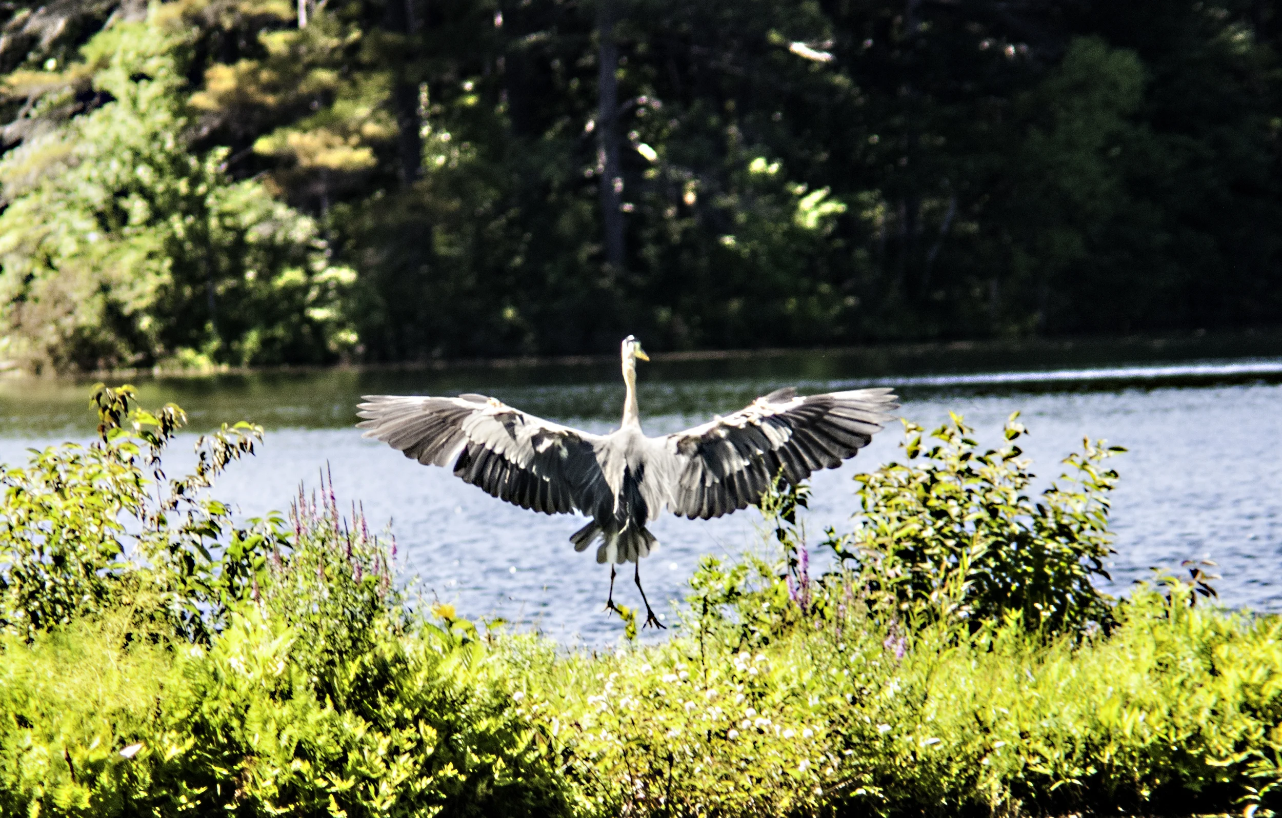 Heron.jpg