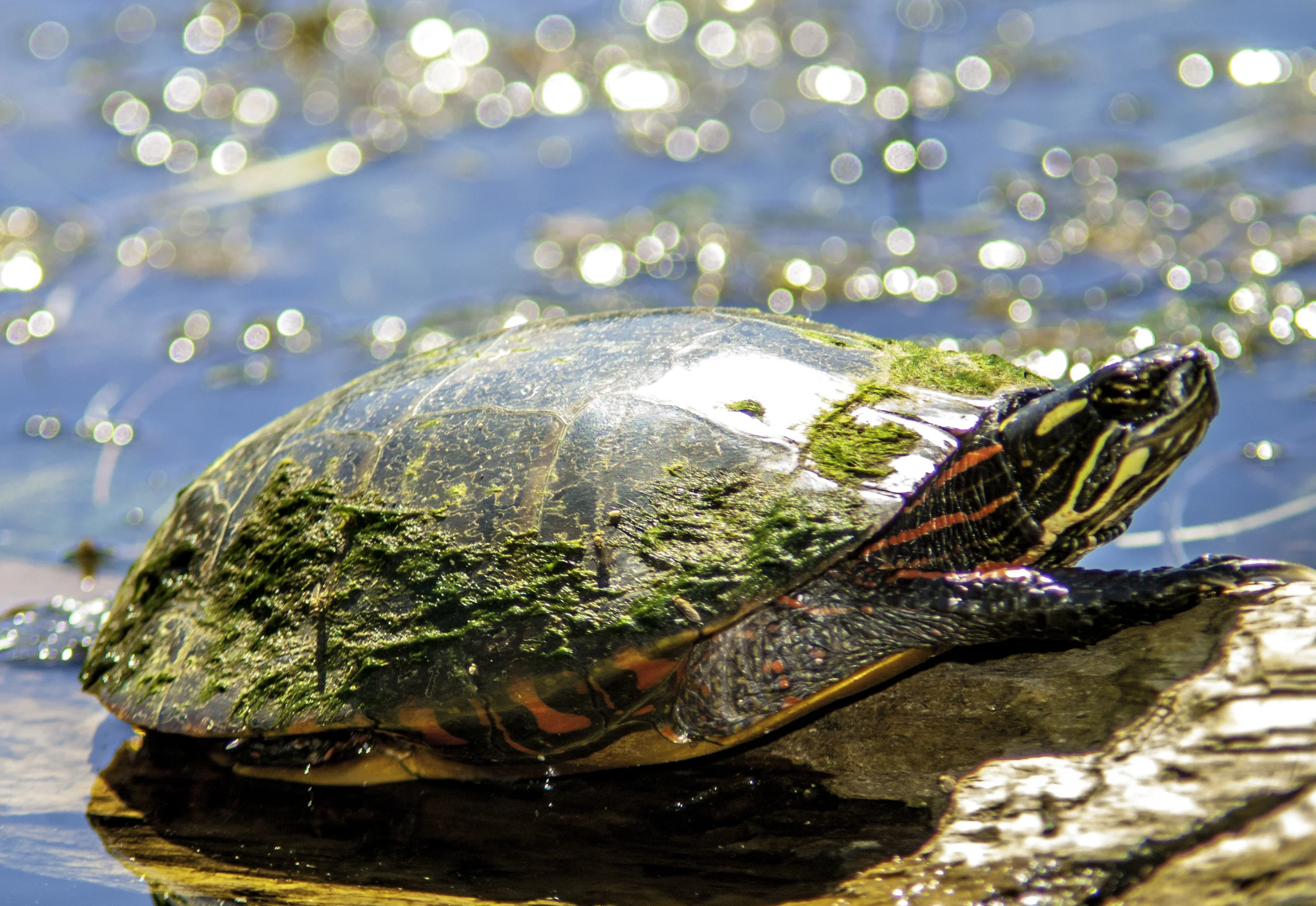 Turtle.jpg