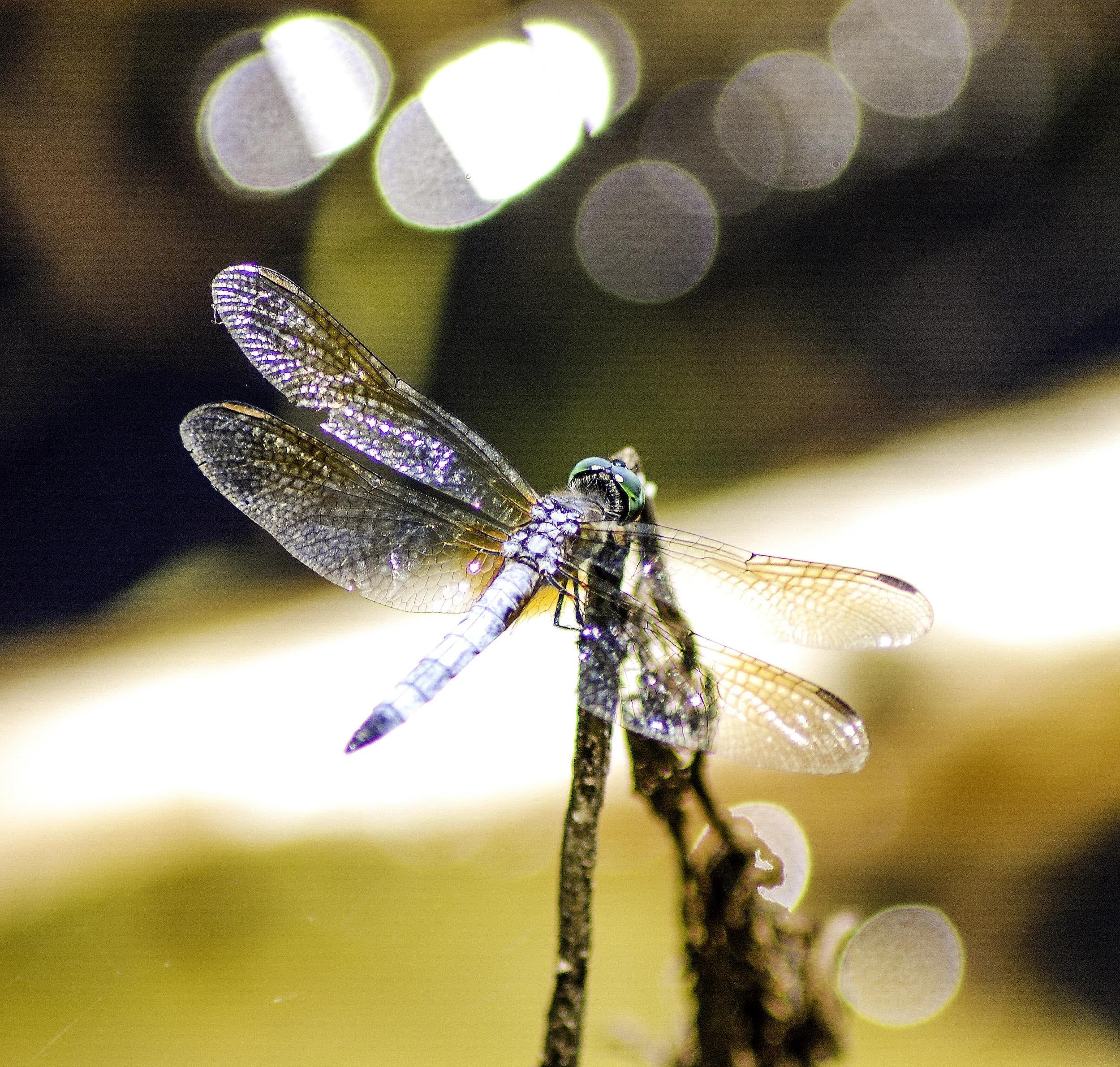 macro8.jpg