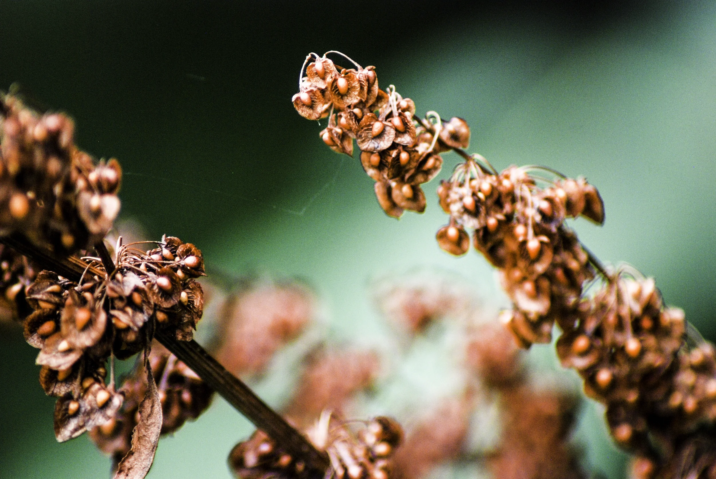 macro9.jpg