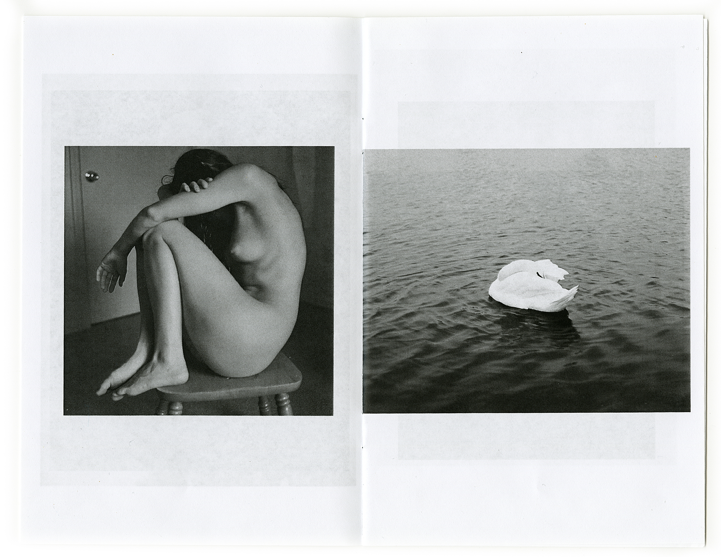 My Image on the right, Swan I