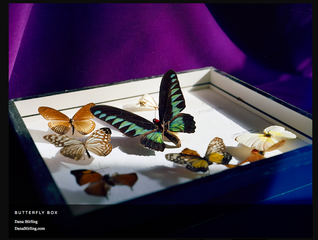 "Bug Off" Online exhibition - Don't Take Pictures