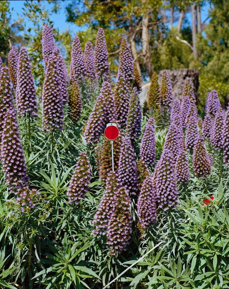 PurpleFlowers 002 copy.jpg