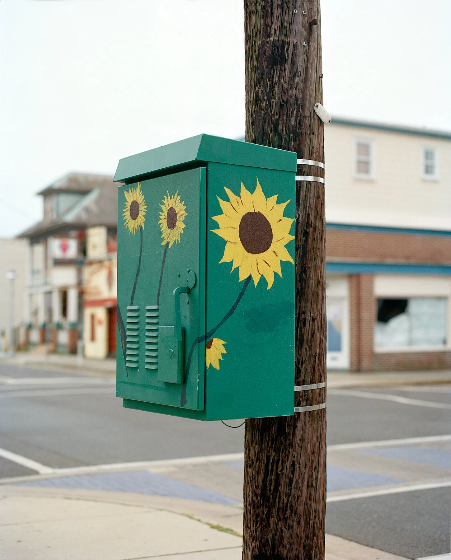 2021-april-sunflower-nj-001.jpg