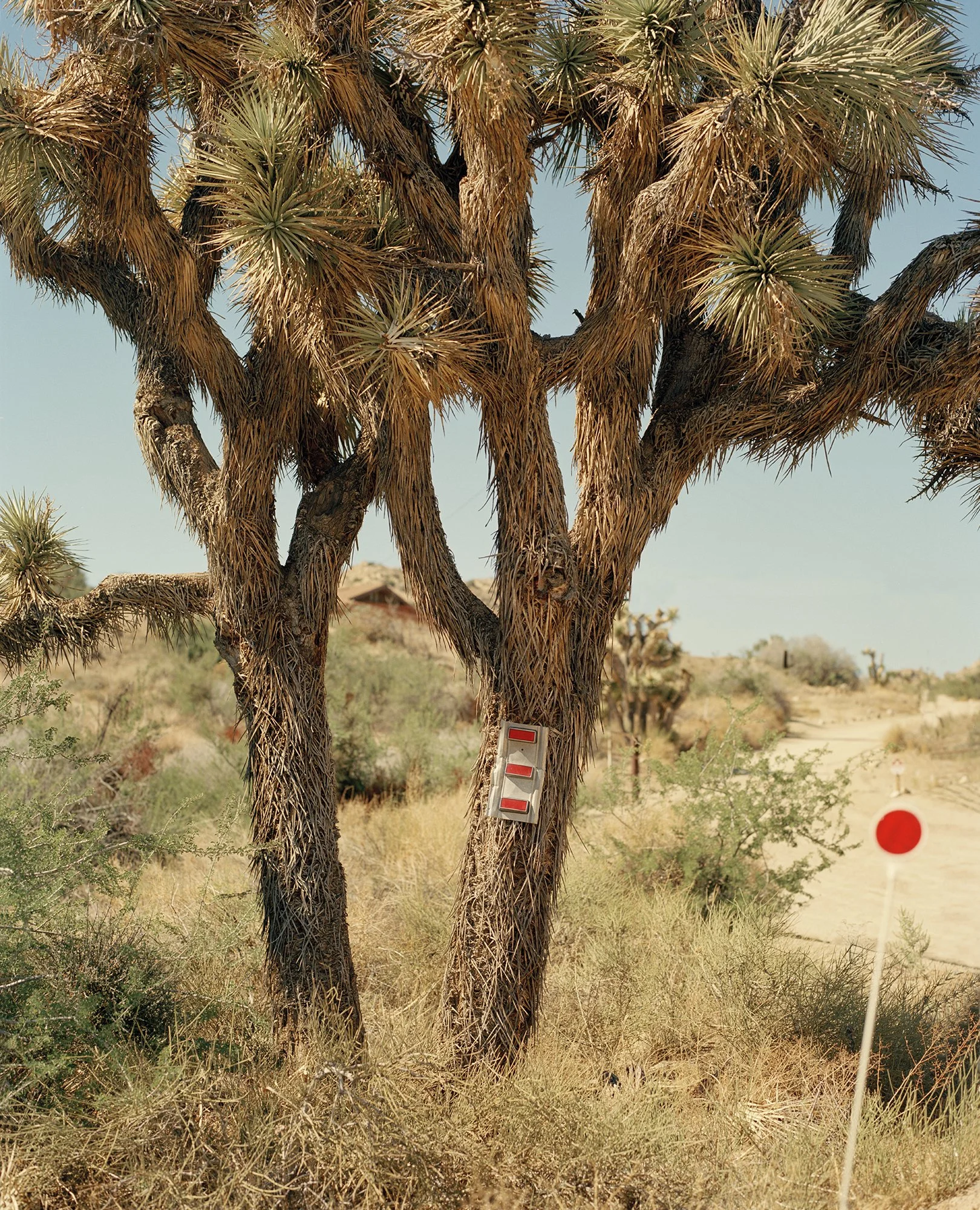 Joshua Tree, Yucca Valley, CA.jpg