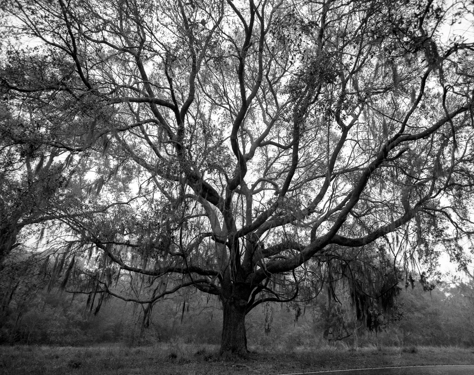 TREE OF LIFE-1.jpg