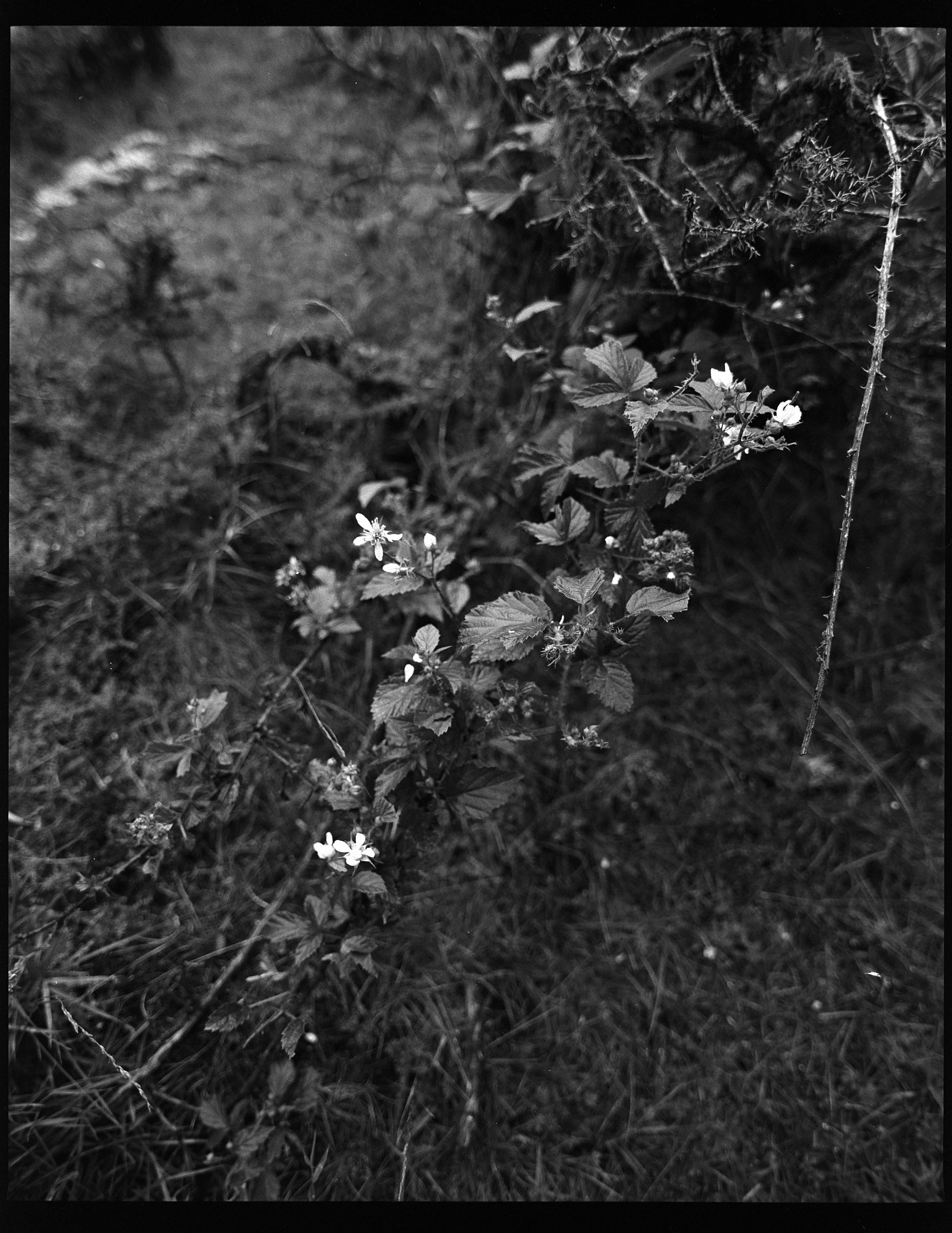 Brambles Ilford HP5, Pentax 67