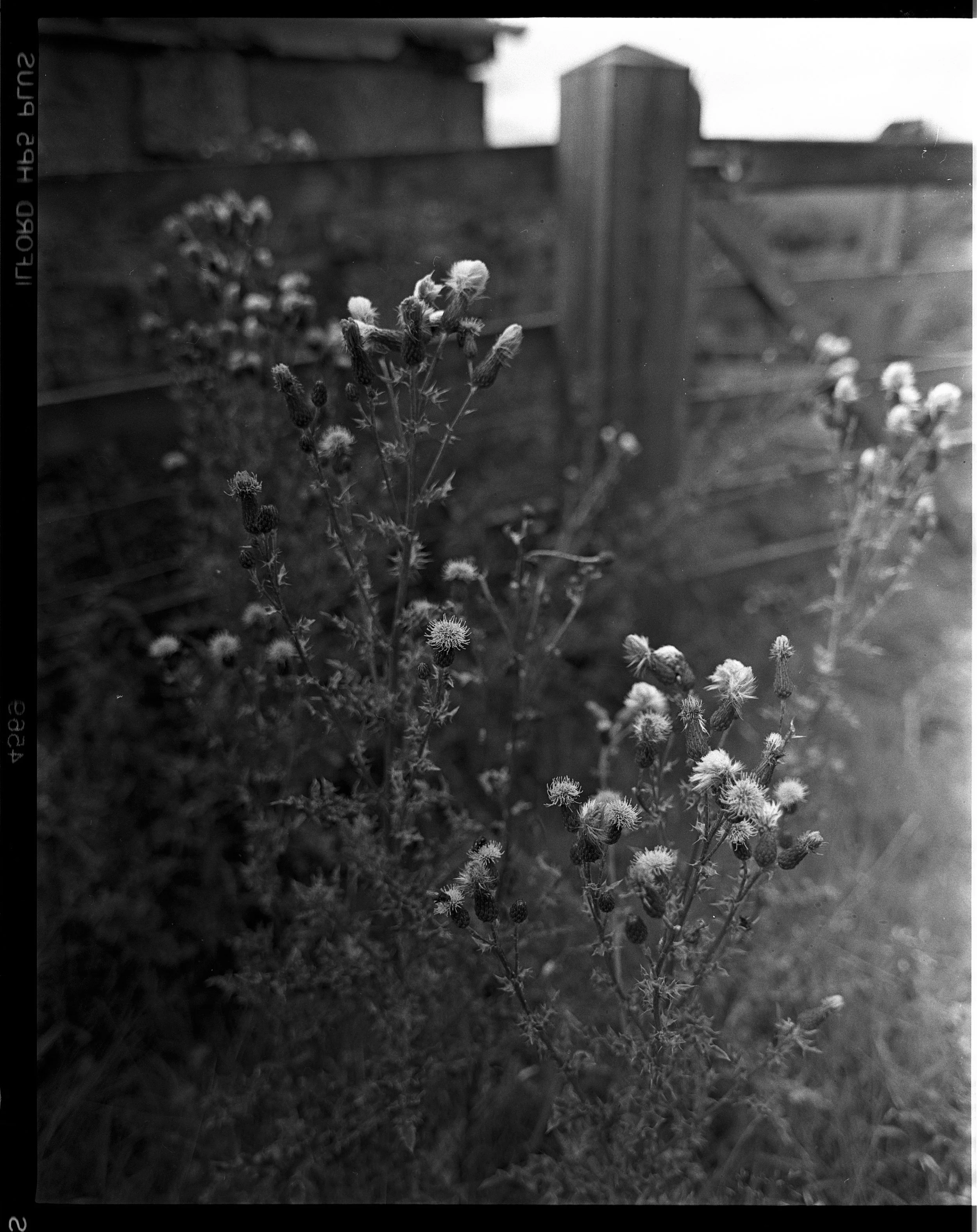 Thistle near the backdoor Ilford HP5, Pentax 67