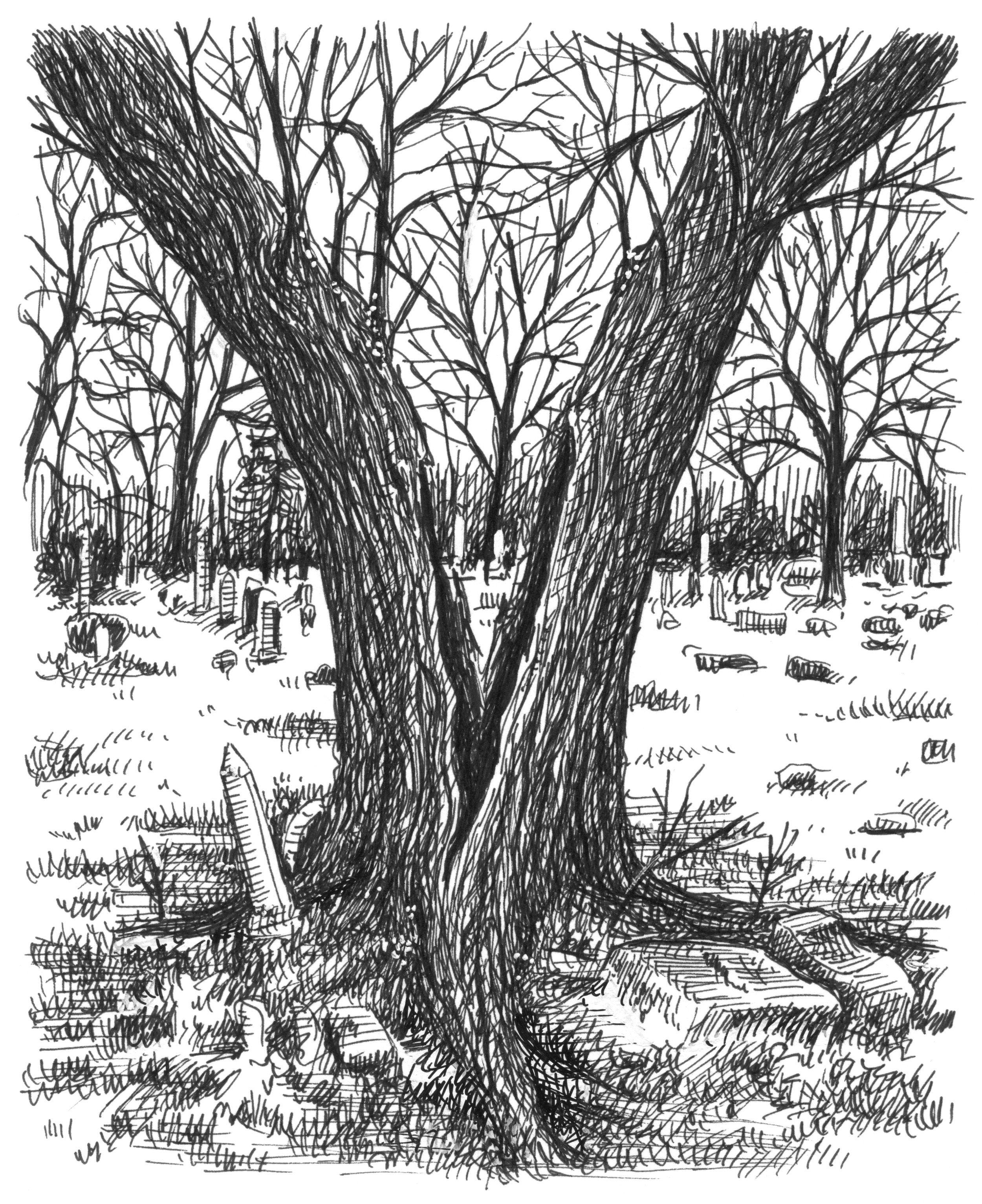 SplitTree_600.jpeg
