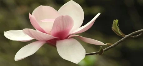 Magnolia-grandiflora-008.jpg