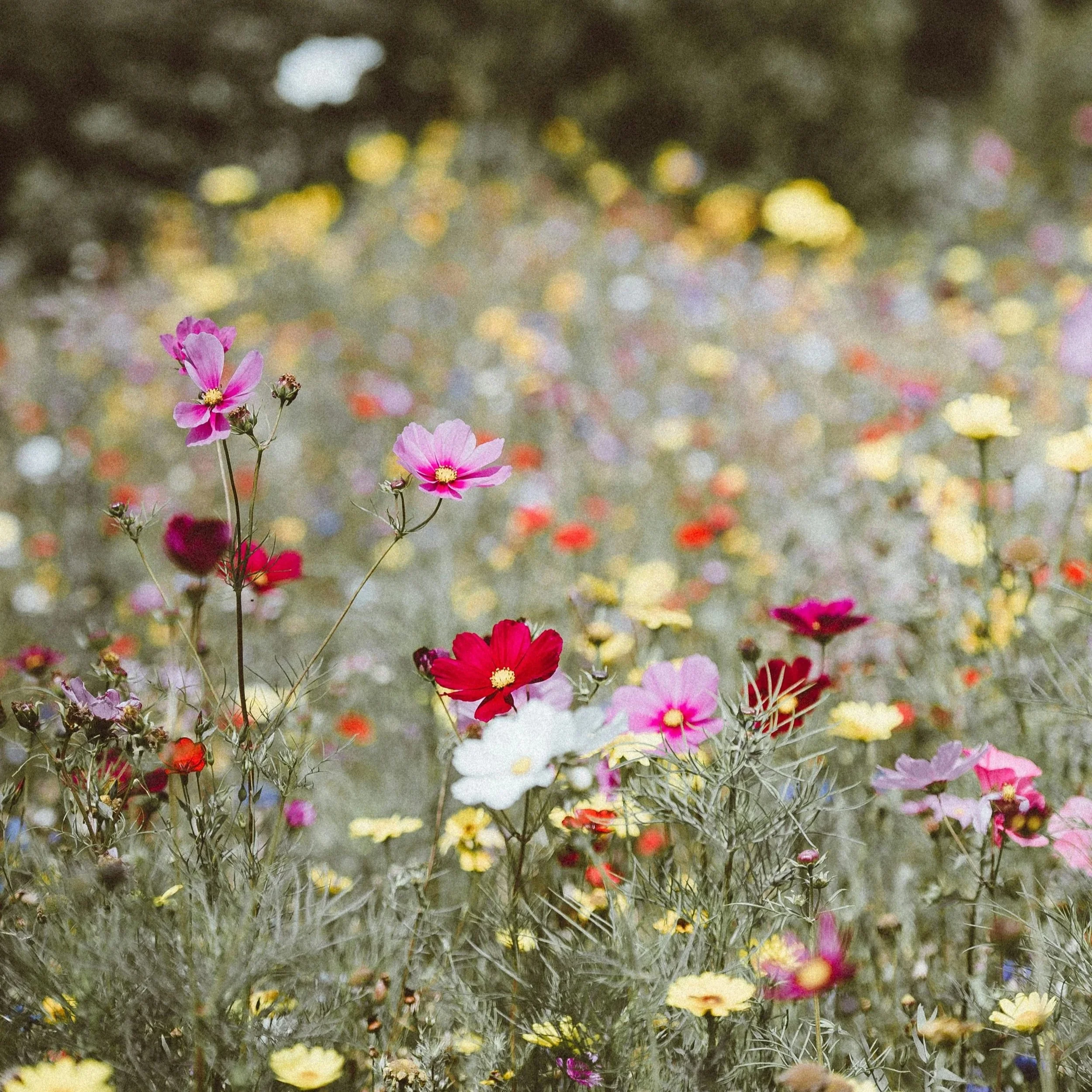 lavender wildflower burnable