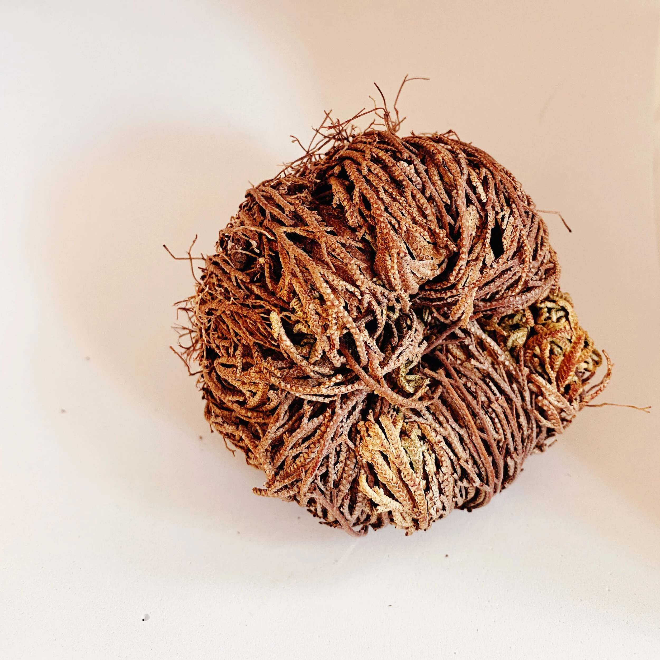 ressurection-plant.JPG