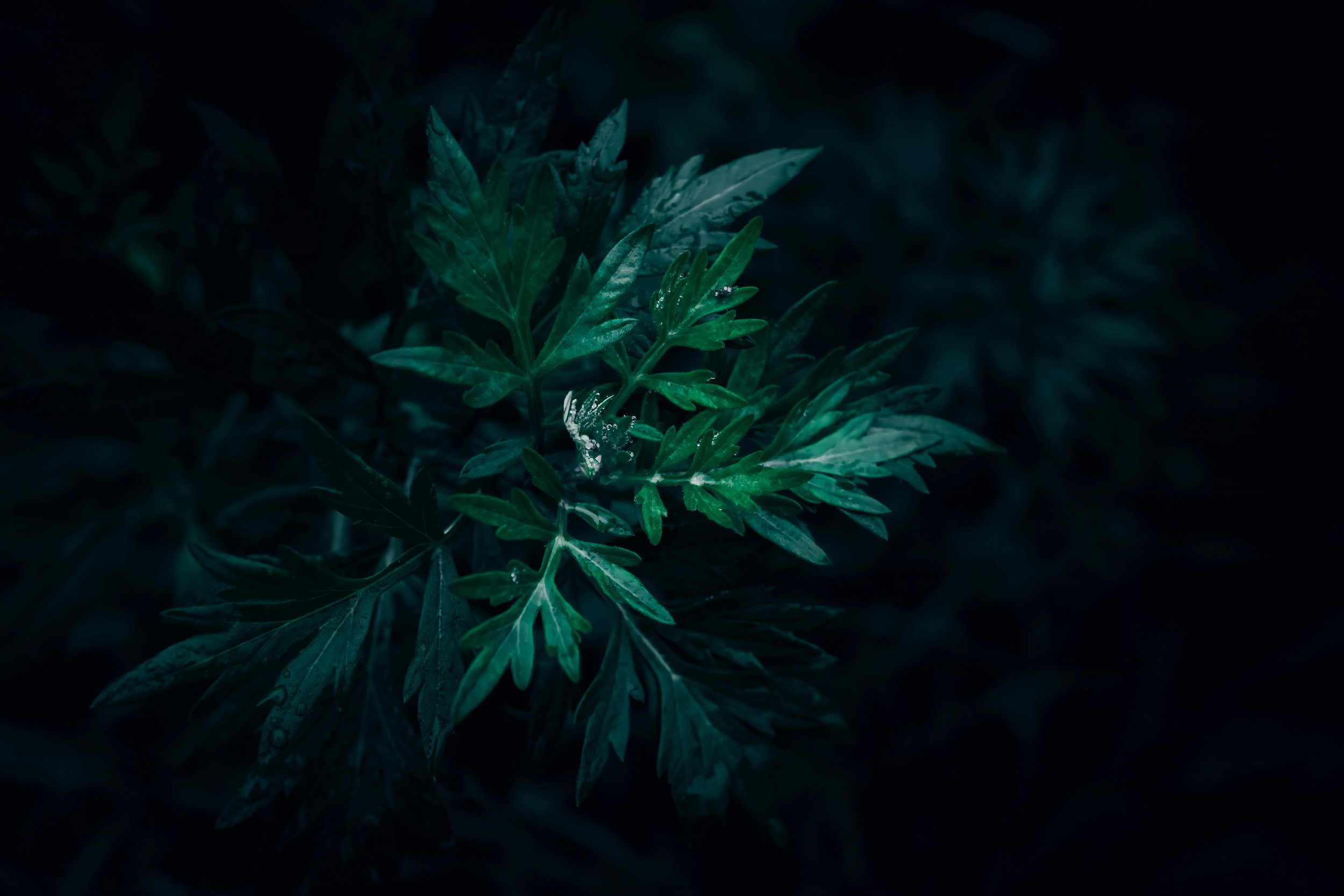 Mugwort Burn Bundle
