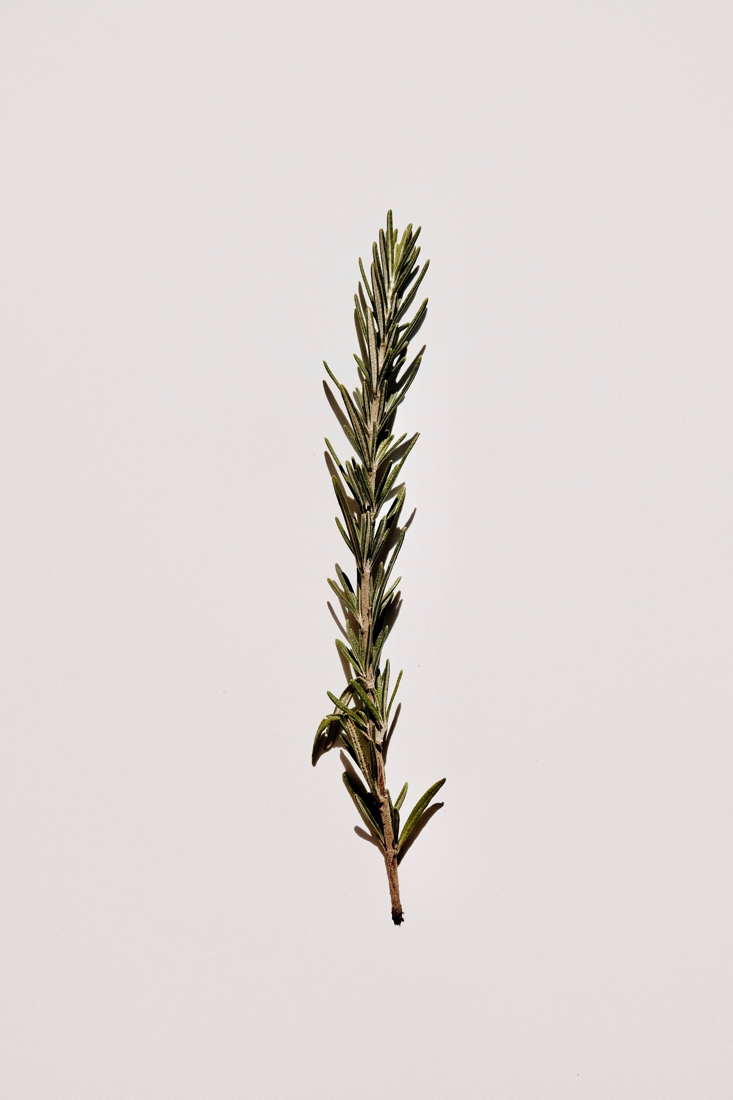 Rosemary Burn Bundle