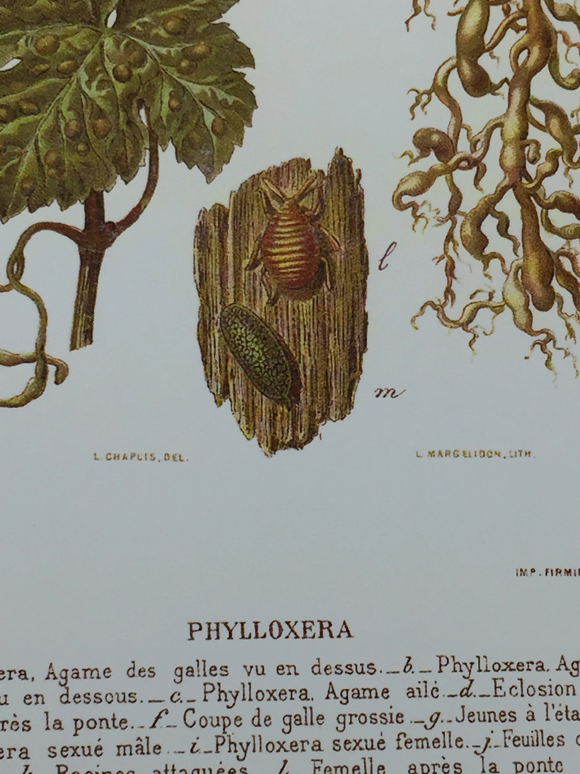 Map collection Phylloxera.jpg