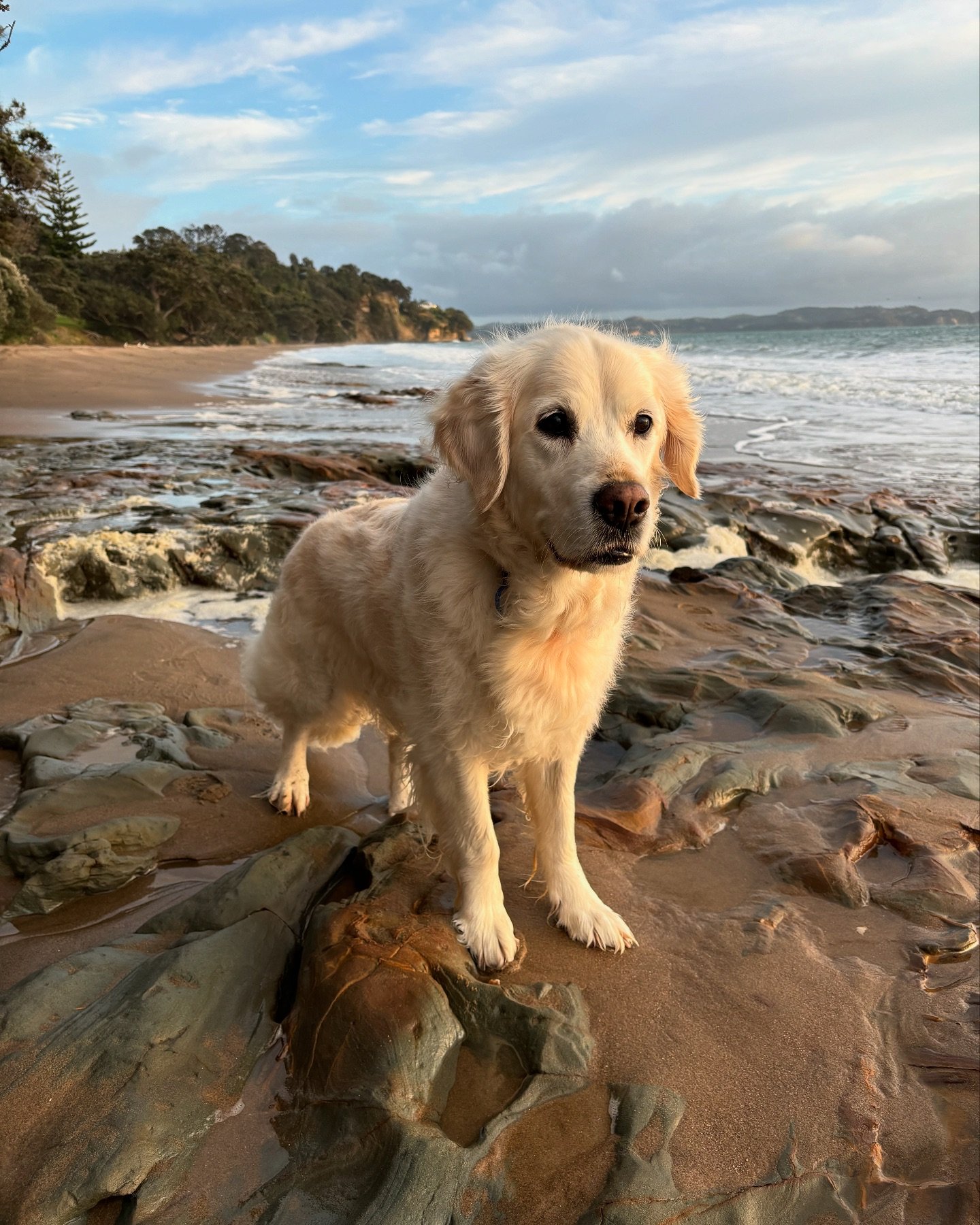 We start every morning doing what we both love best, a long walk along our local beach (rain or shine). Lately our walks have been getting shorter and shorter and yesterday Chloe couldn&rsquo;t make it down the path to touch the sand. I tried to enti