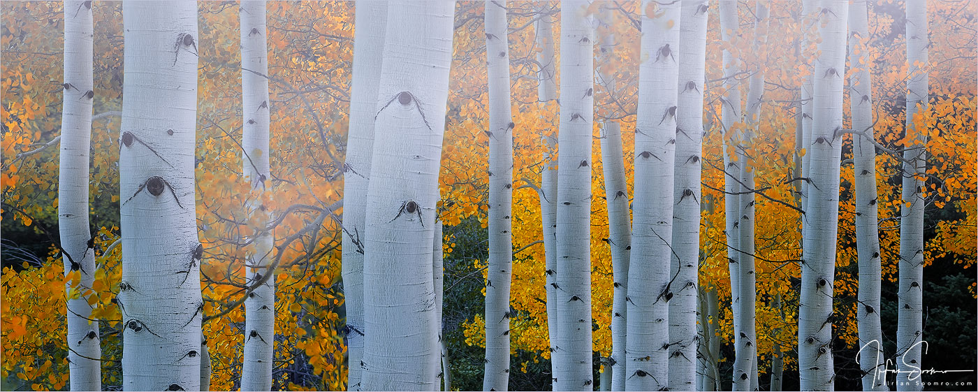 Aspens And Passing Fog - Panorama