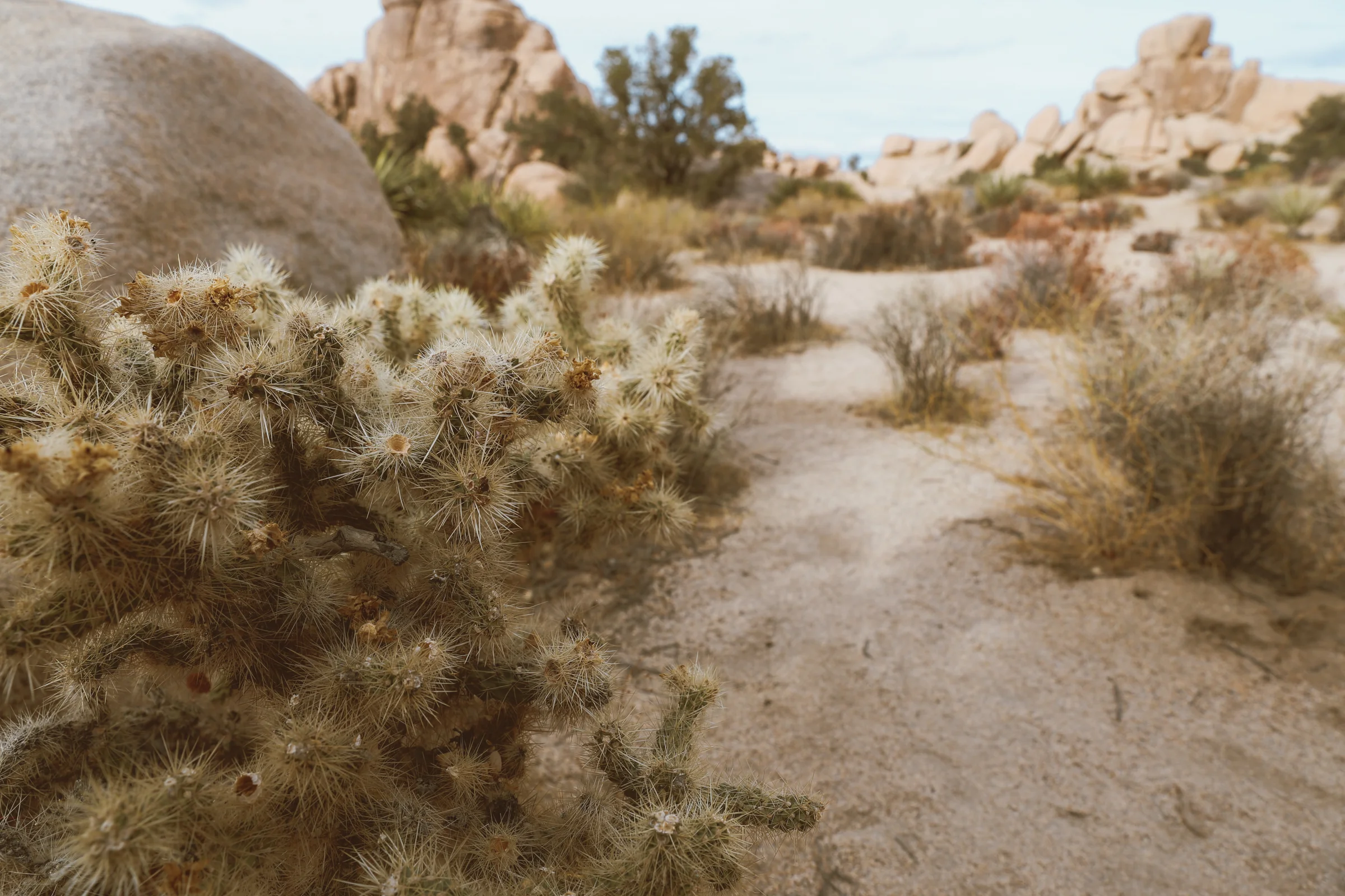 Keeewii_Travel_JoshuaTree-26.jpg