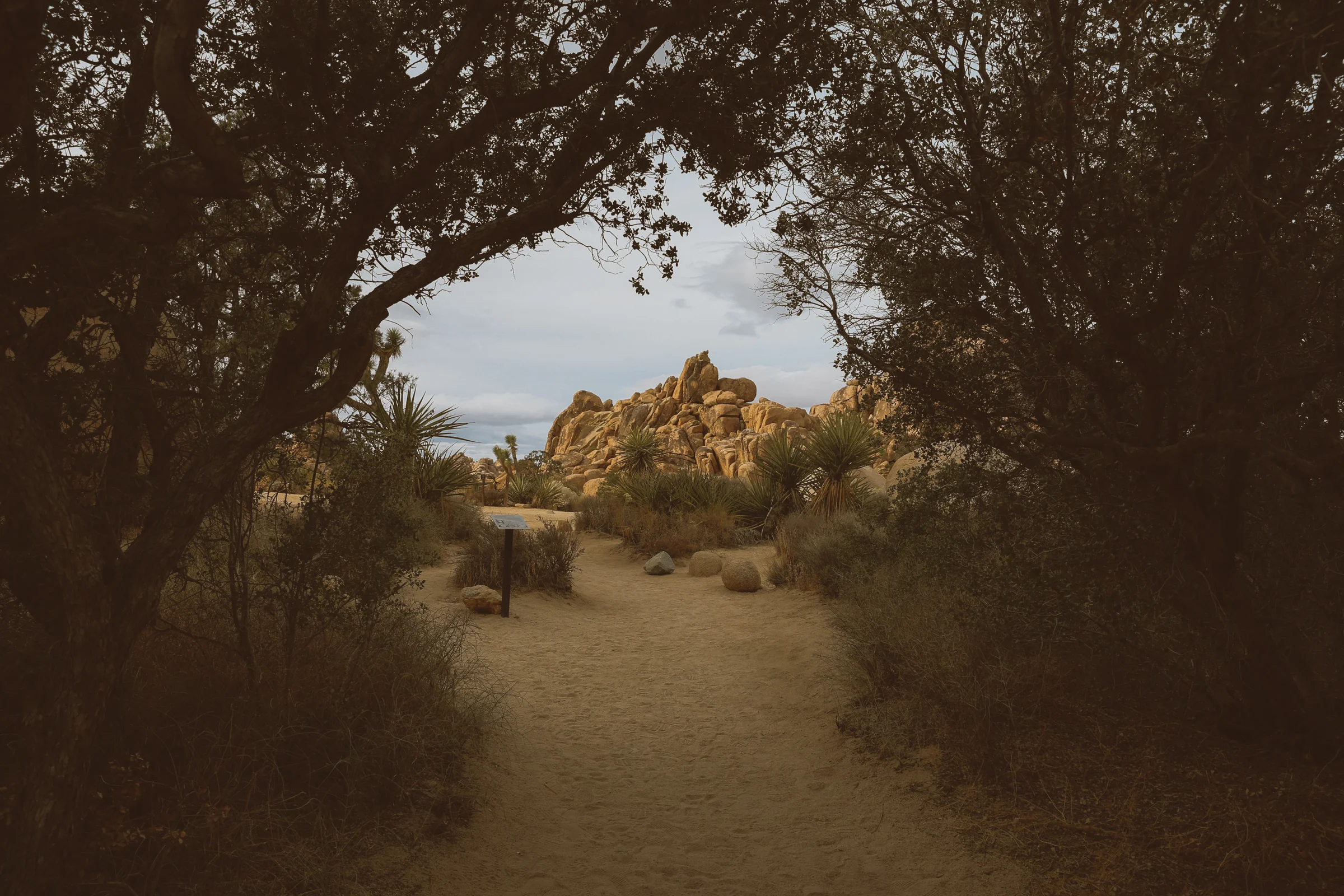 Keeewii_Travel_JoshuaTree-27.jpg