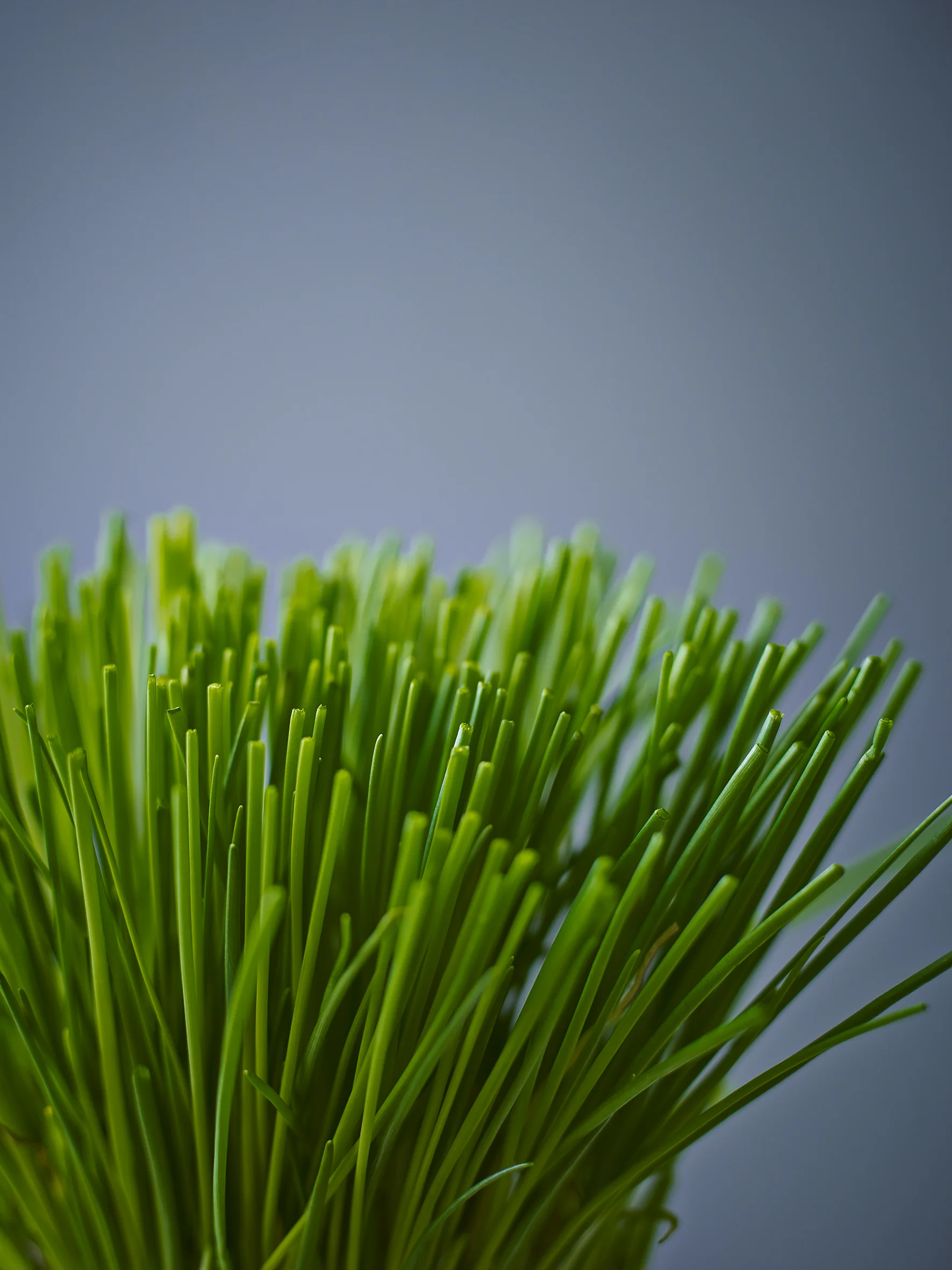 chives.jpg