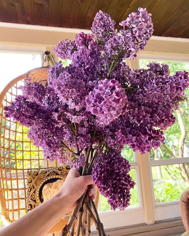 Lilac season 🌿🌞