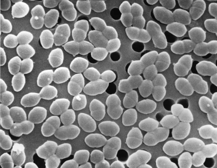 "Vancomycin Resistant Enterococci", or VRE