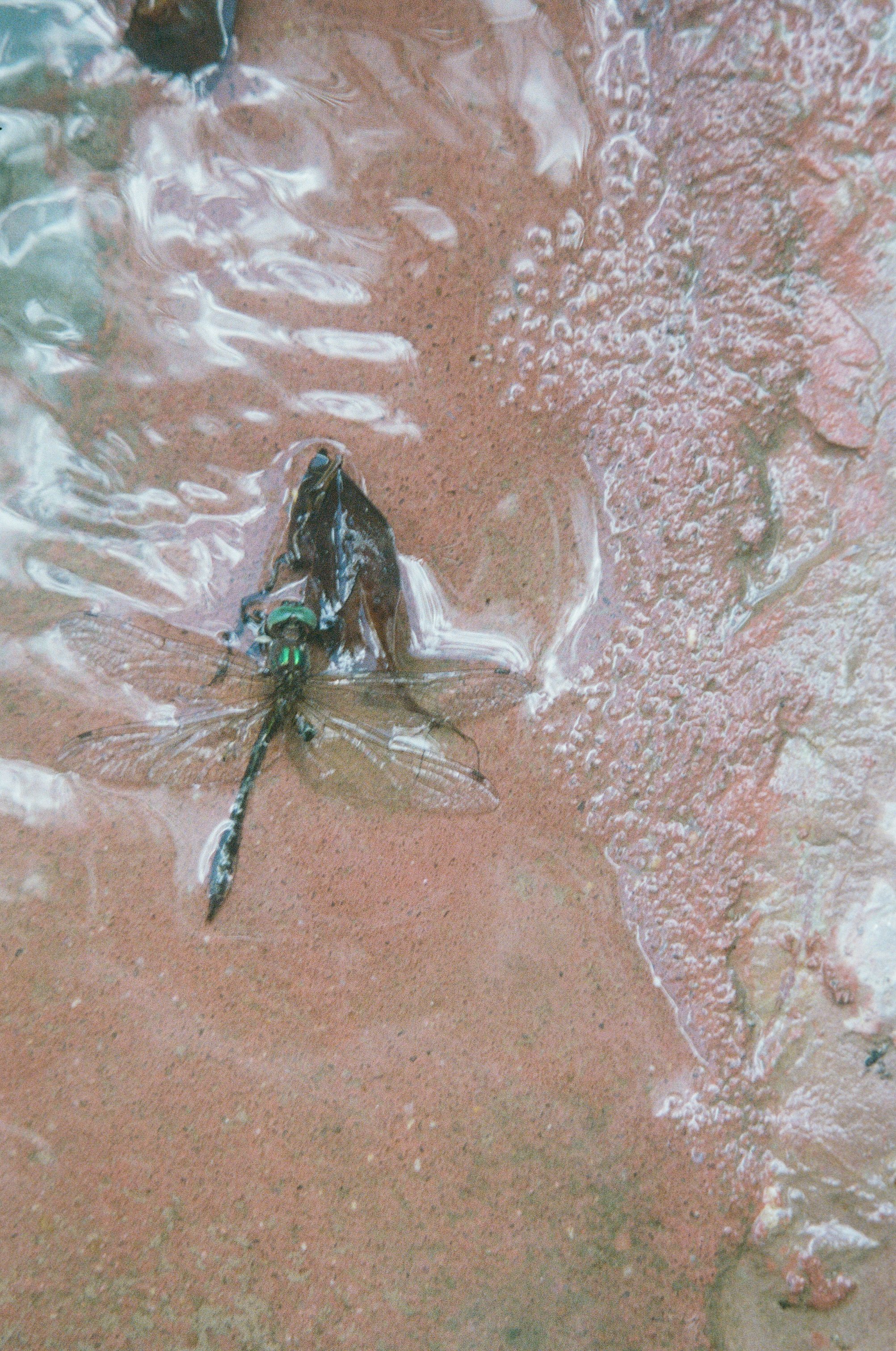 JennyHviding_0203_KodakPortra400_20-11__2 (1).jpg