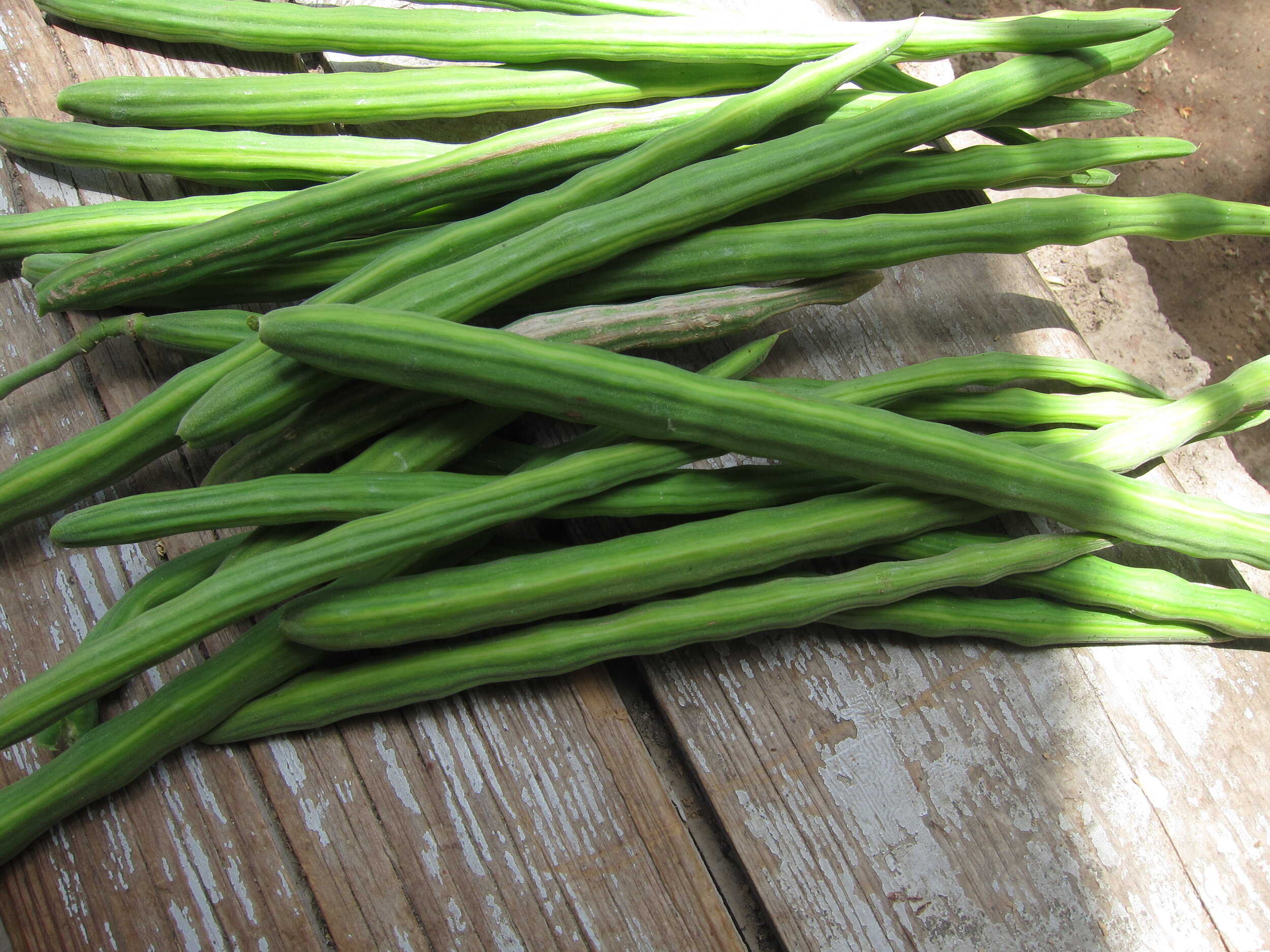 Vegetable drumsticks, also known as moringa. Not to be confused with chicken drumsticks. Image from Wikimedia Commons - user കാക്കര.