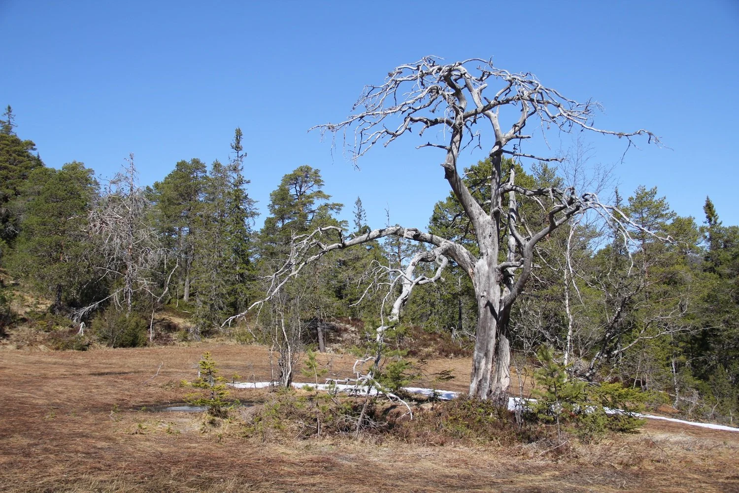 gammel-furu.jpg