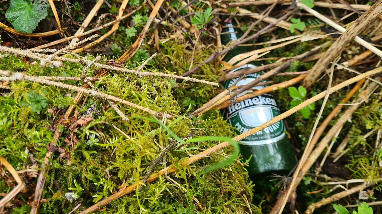 heineken.jpg