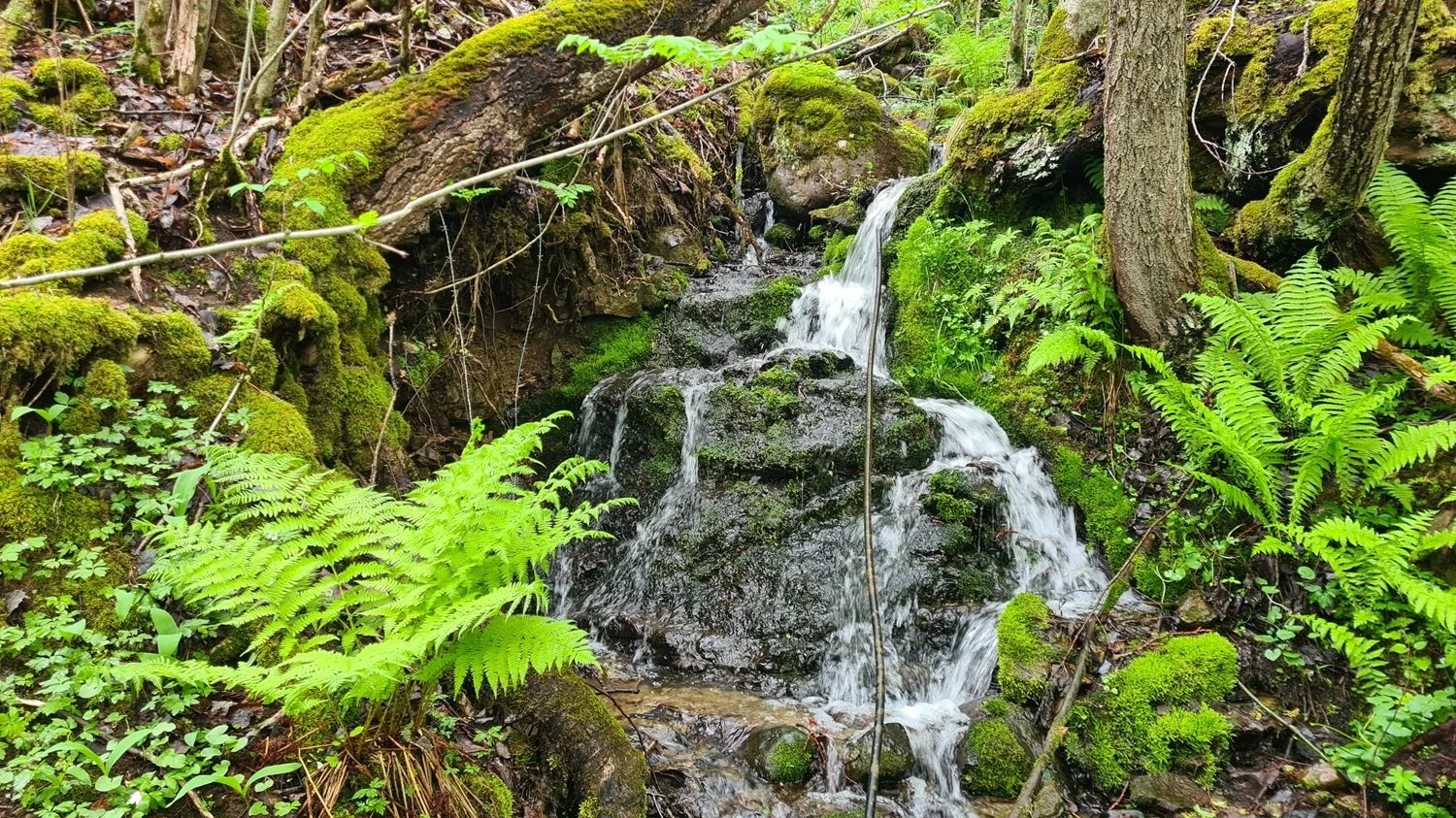 bekk-i-lauglolia-naturreservat.jpg