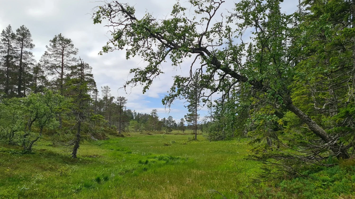 myr-vassfjellet.jpg