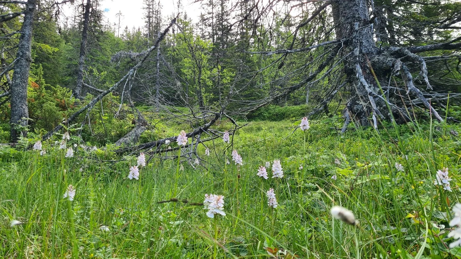 skog-vassfjellet.jpg