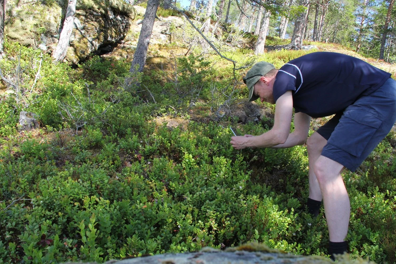 Mann identifiserer arter i naturen med en app.