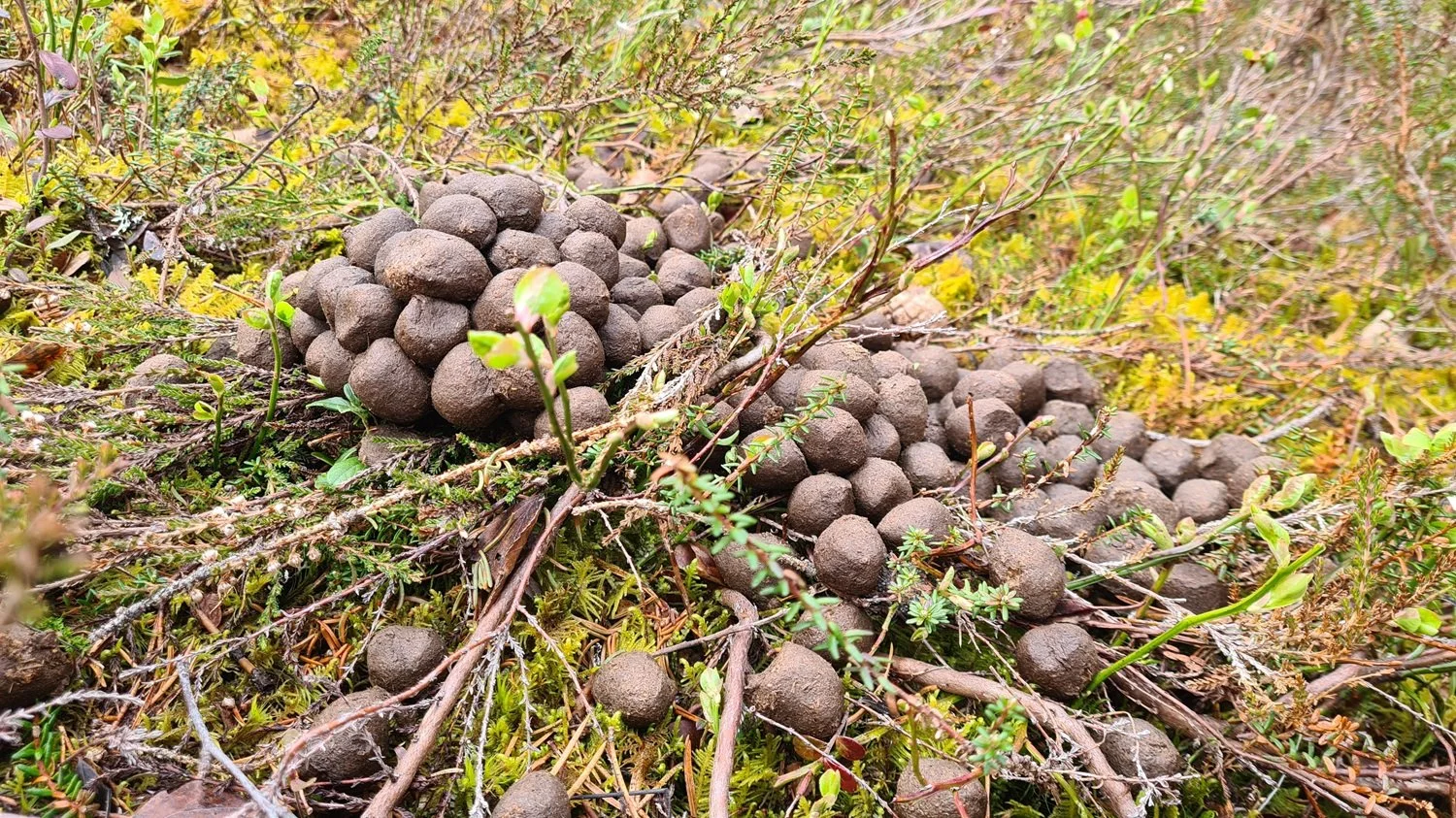 Elgbæsj