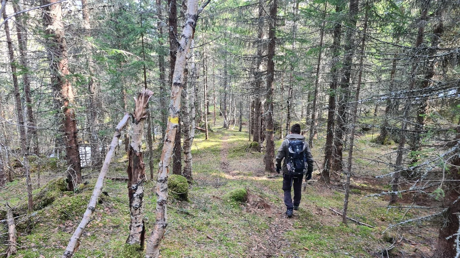 Roar Dørum går på sti i skogen.