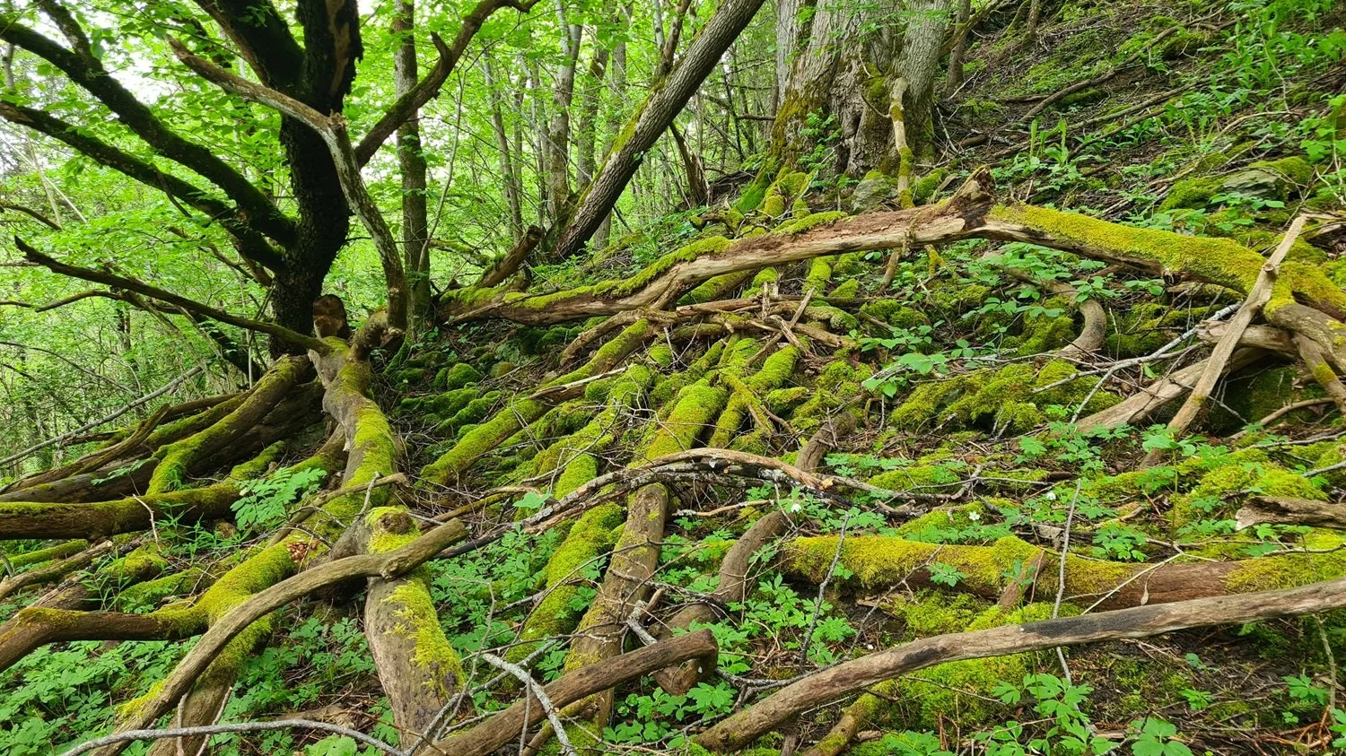 Rotete skogbunn i Lauglolia naturreservat.